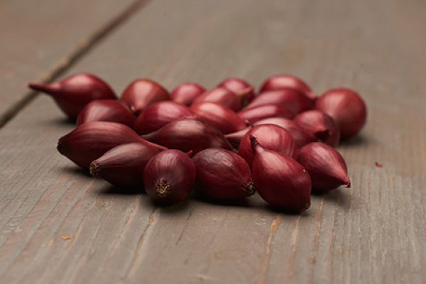 Hidra onion