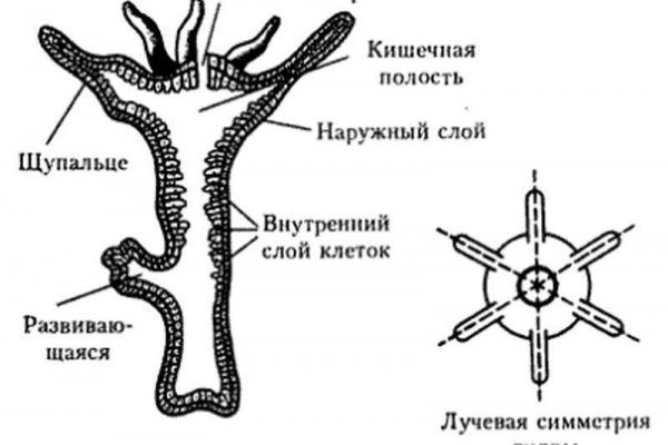 Сайт hydra ссылка
