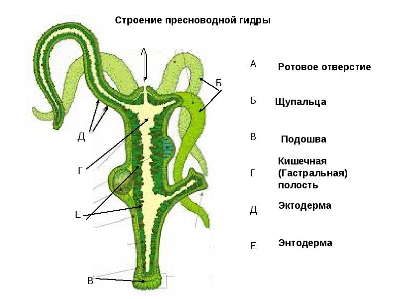 Кракен актуальная ссылка тор